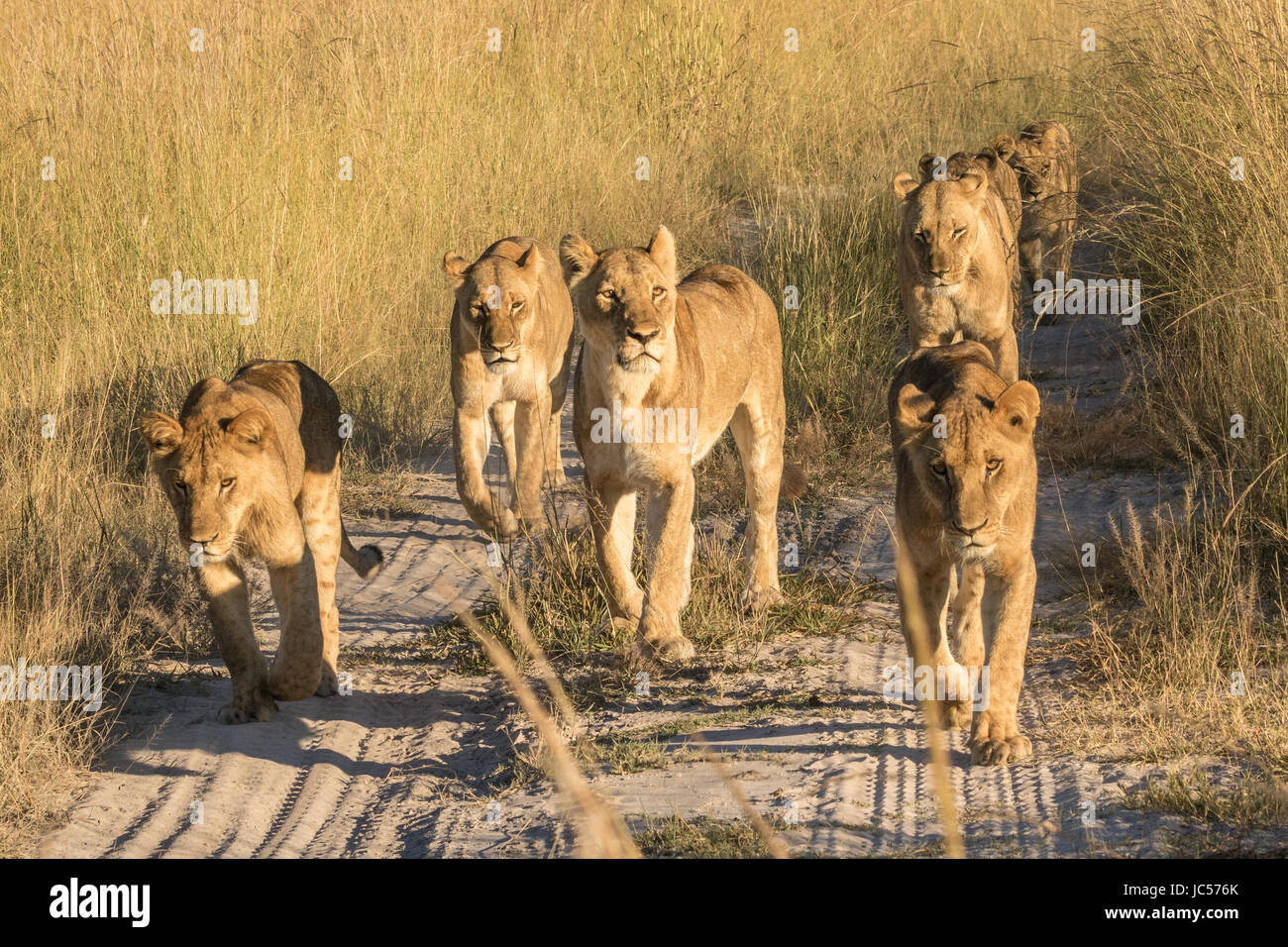 La marche de la fierté du Lion Banque D'Images