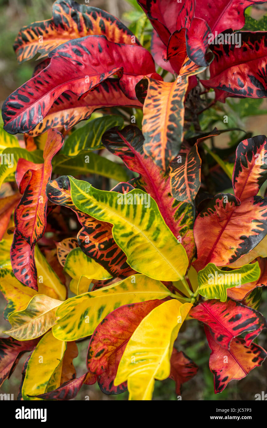 feuilles colorées Banque D'Images