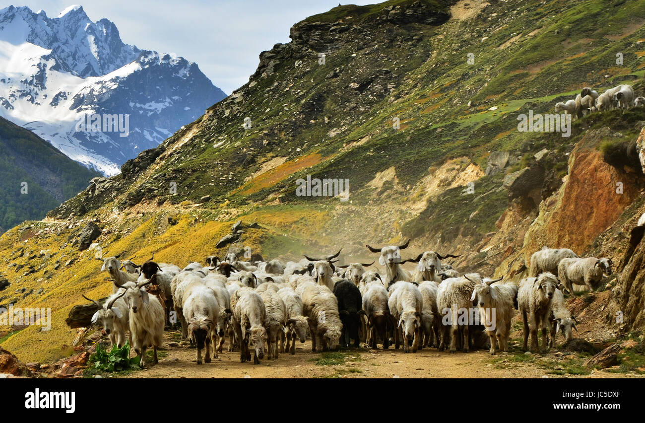 Troupeau de chèvres à l'upper Johar vallée, Uttarakhand, Inde Banque D'Images