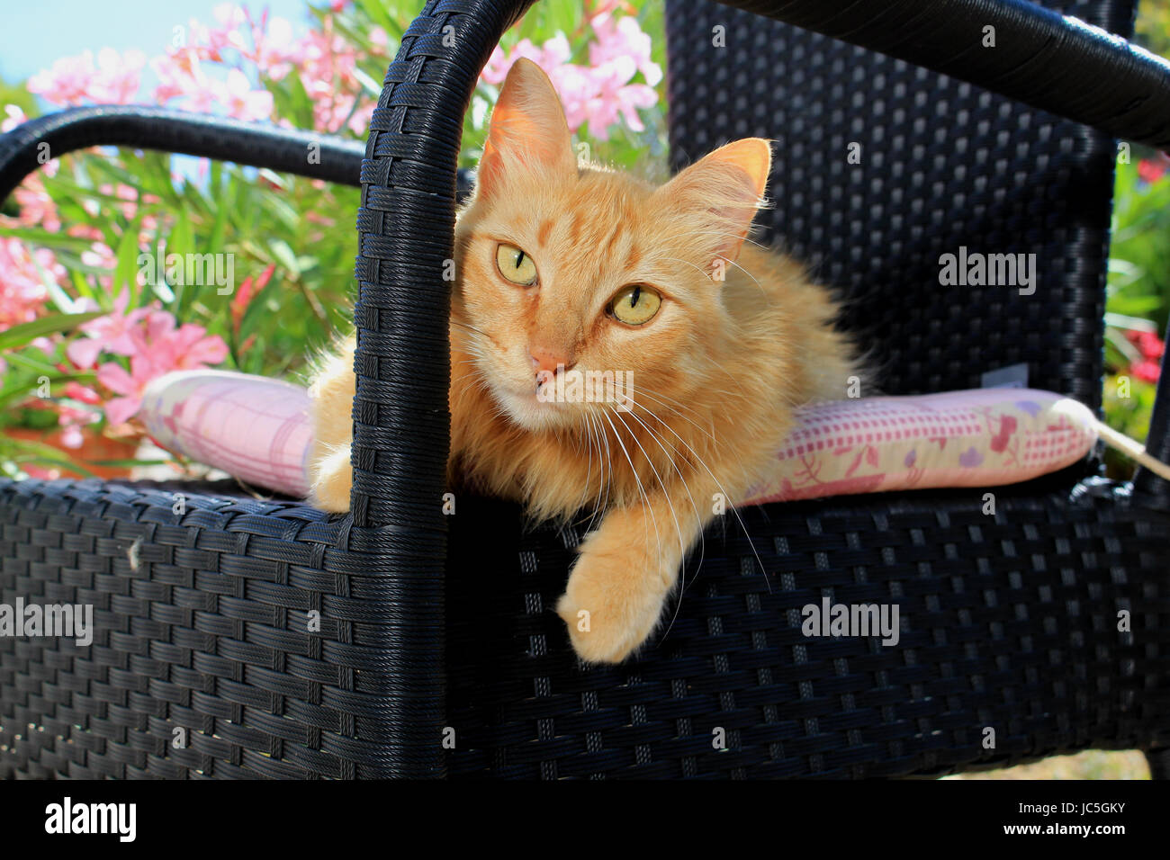 Chat domestique, gingembre, red tabby, allongé sur une chaise de jardin noir Banque D'Images