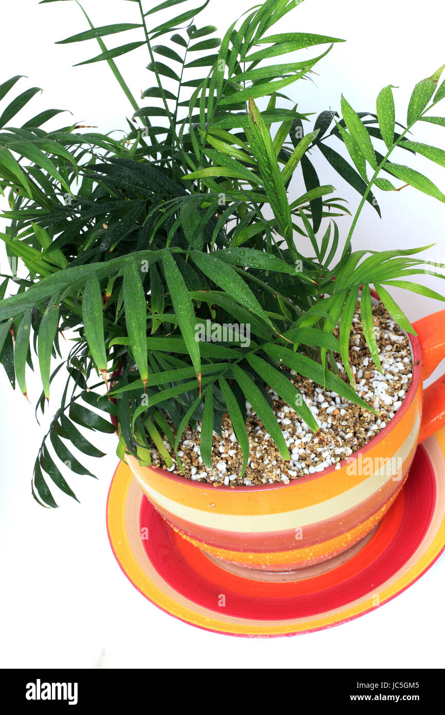 Chamaedorea elegans croissant dans un pot Banque D'Images