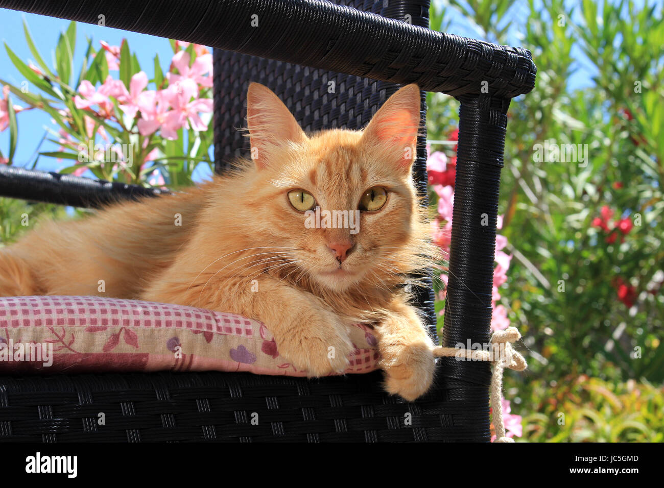 Chat domestique, gingembre, red tabby, allongé sur une chaise de jardin noir Banque D'Images