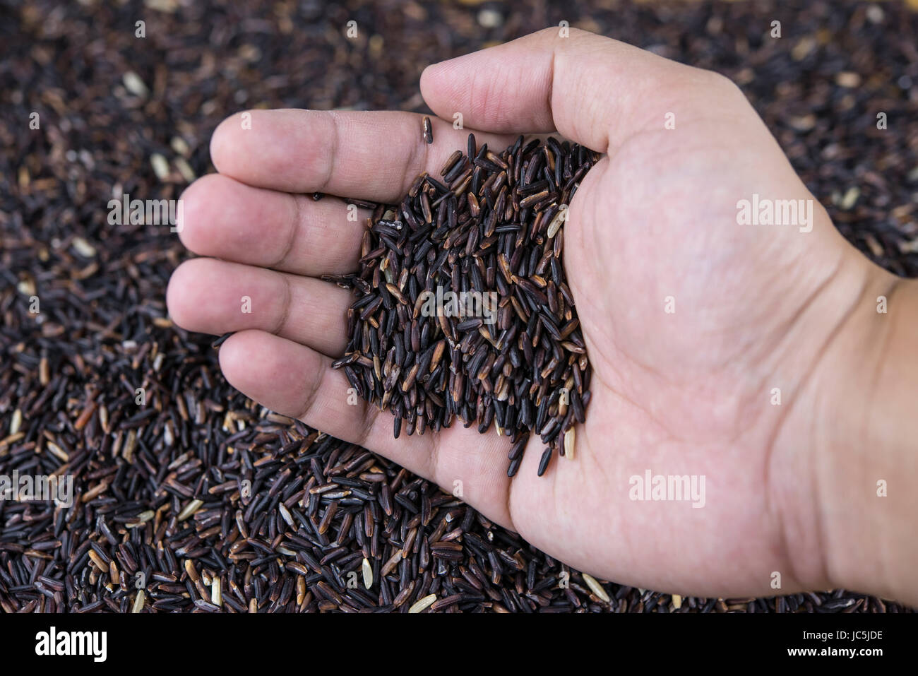 Riz noir à la main. Banque D'Images