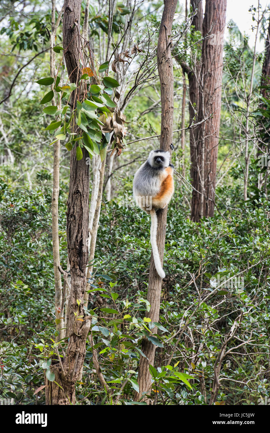 Diademed sifaka (Propithecus diadema), Parc National de Mantadia, Madagascar Banque D'Images