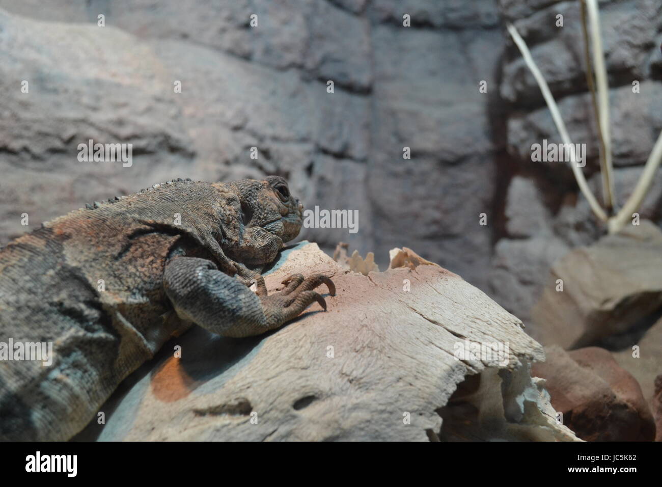 Iguane vert sur la roche au zoo Banque D'Images