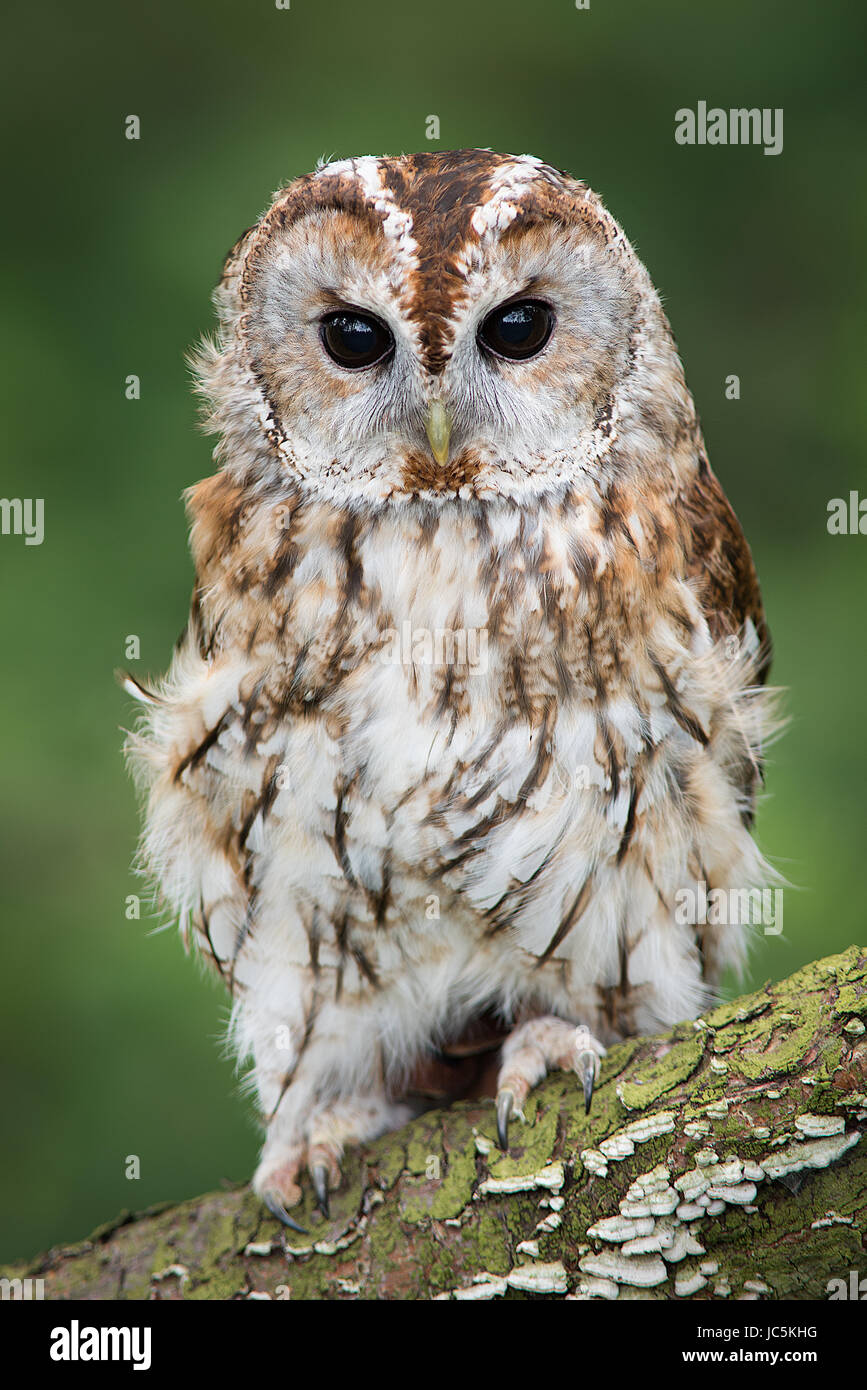 Un portrait très proche d'une Chouette hulotte face à l'avant et perché sur une branche en format vertical vertical Banque D'Images