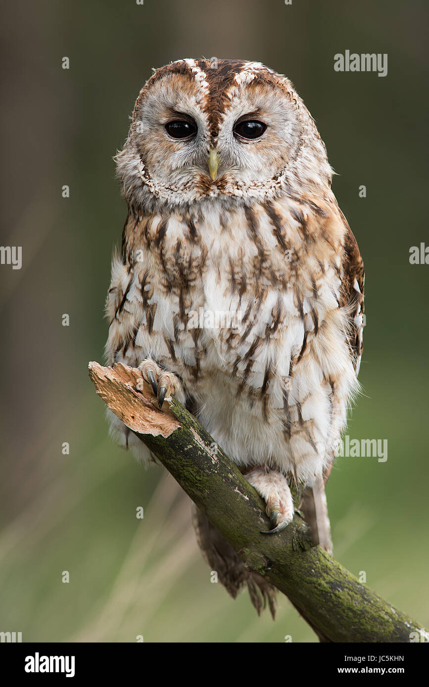 Un portrait très proche d'une Chouette hulotte face à l'avant et perché sur une branche en format vertical vertical Banque D'Images