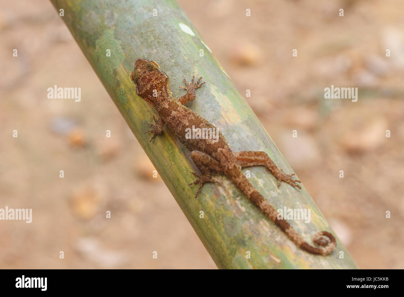 Le gecko Ulber, dans les forêts tropicales (Cyrtodactylus interdigitalis) Banque D'Images