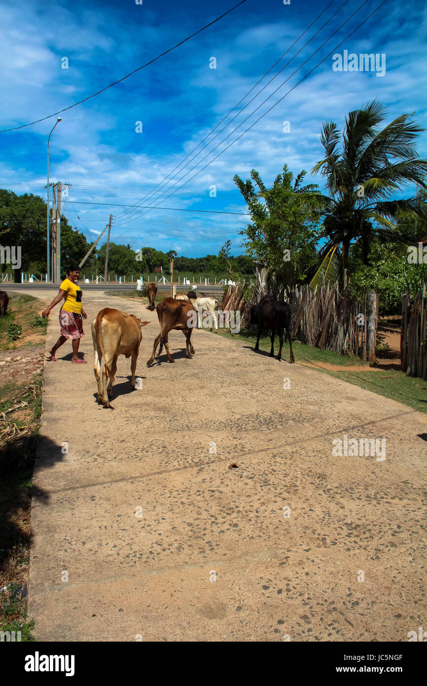 Troupeau de vaches marcher dans la route Trincolamee Sri Lanka Banque D'Images