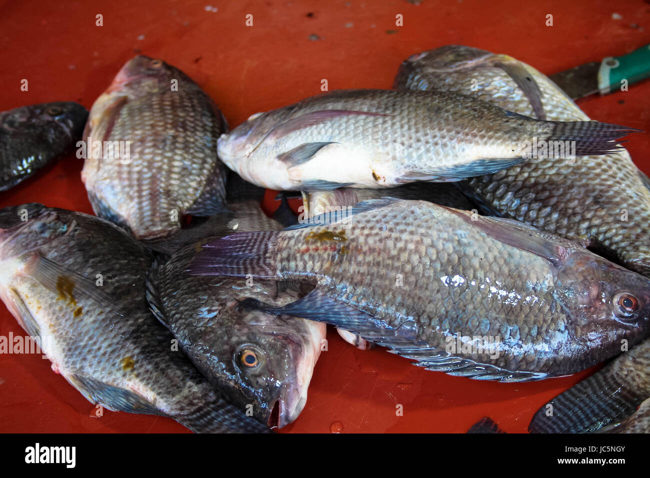 Close up de poisson frais à vendre en zone Dambulla Sri Lanka Banque D'Images