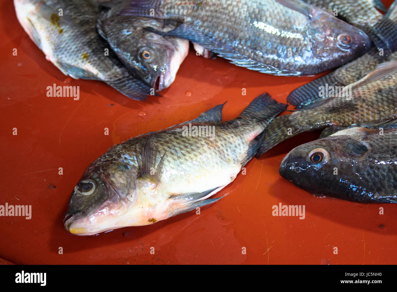 Close up de poisson frais à vendre en zone Dambulla Sri Lanka Banque D'Images