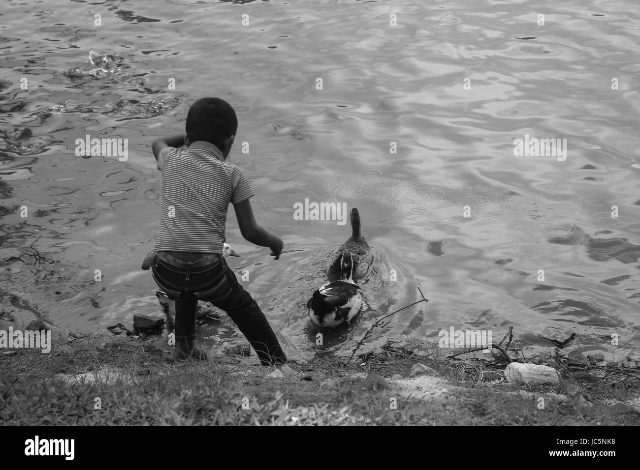 Jeune enfant tendant la main aux canards dans l'eau Banque D'Images