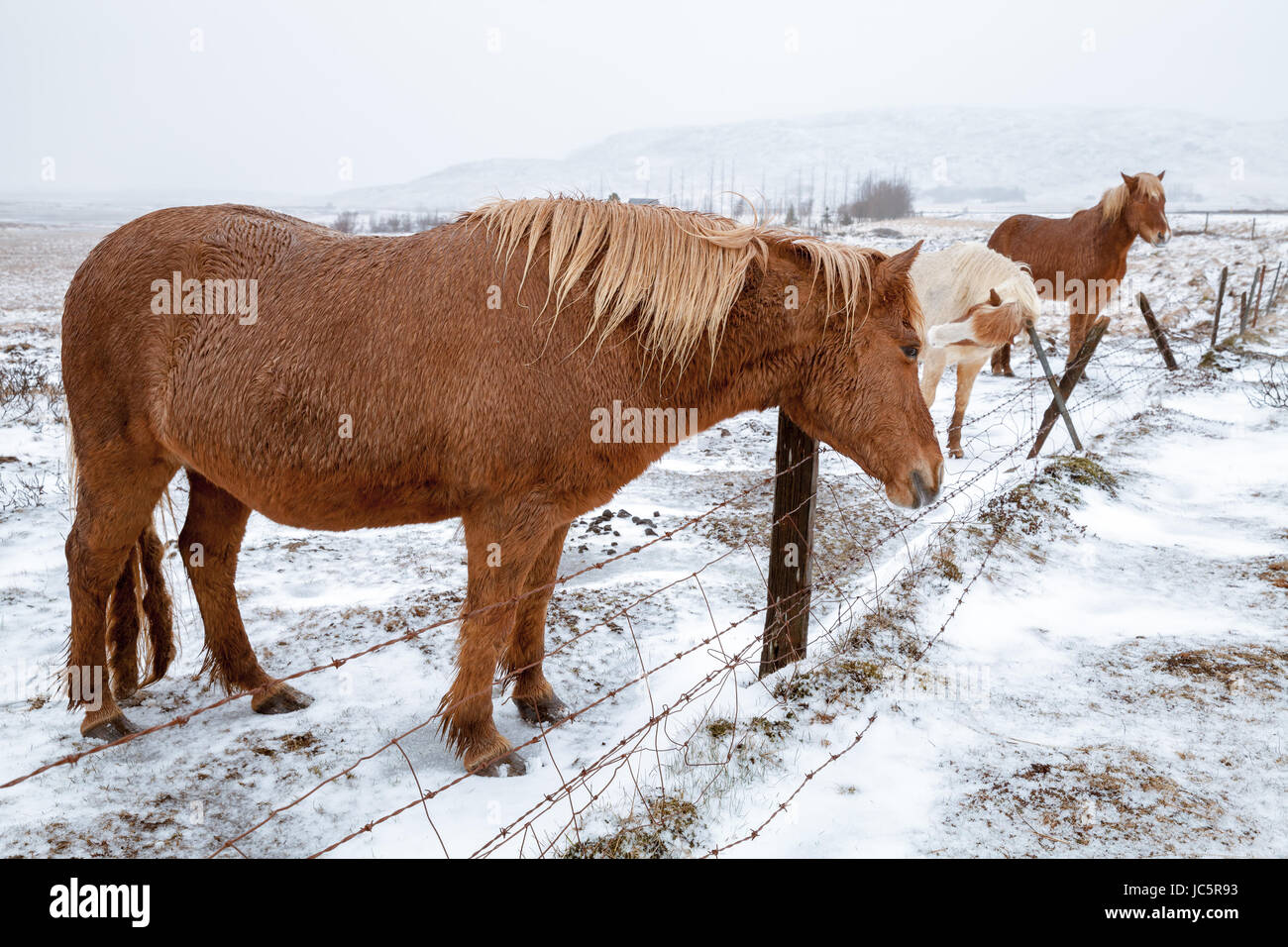 Chevaux Islandais sur prairie près du fil barbelé clôture de ferme en hiver Banque D'Images