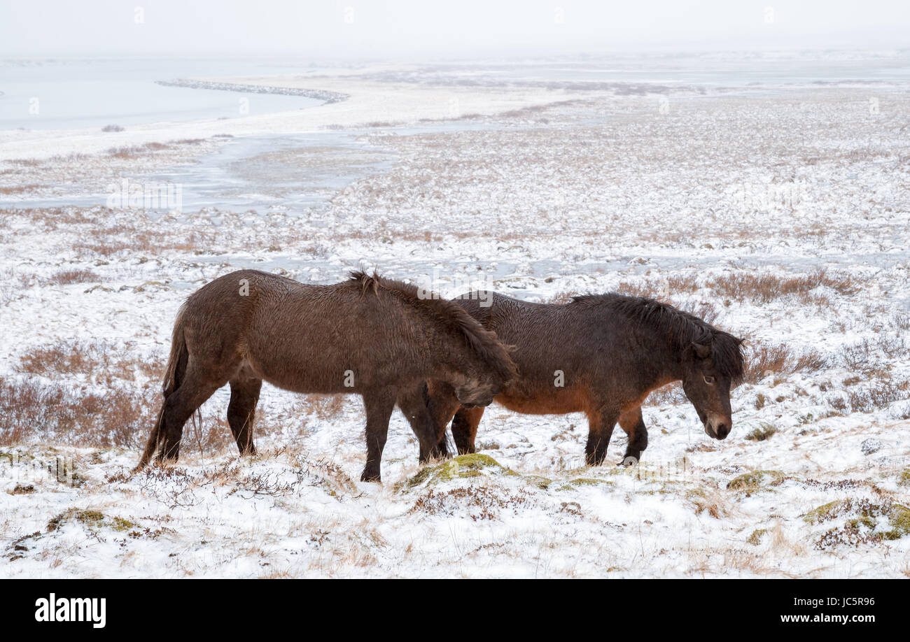 Deux chevaux Islandais à pied sur le terrain couvert de neige froide Banque D'Images