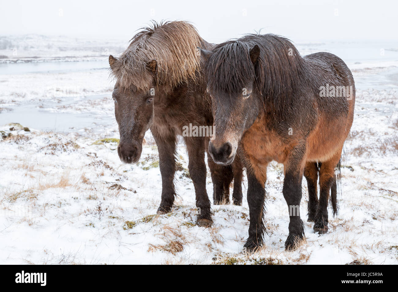 Deux chevaux Islandais sur prairie d'hiver Banque D'Images
