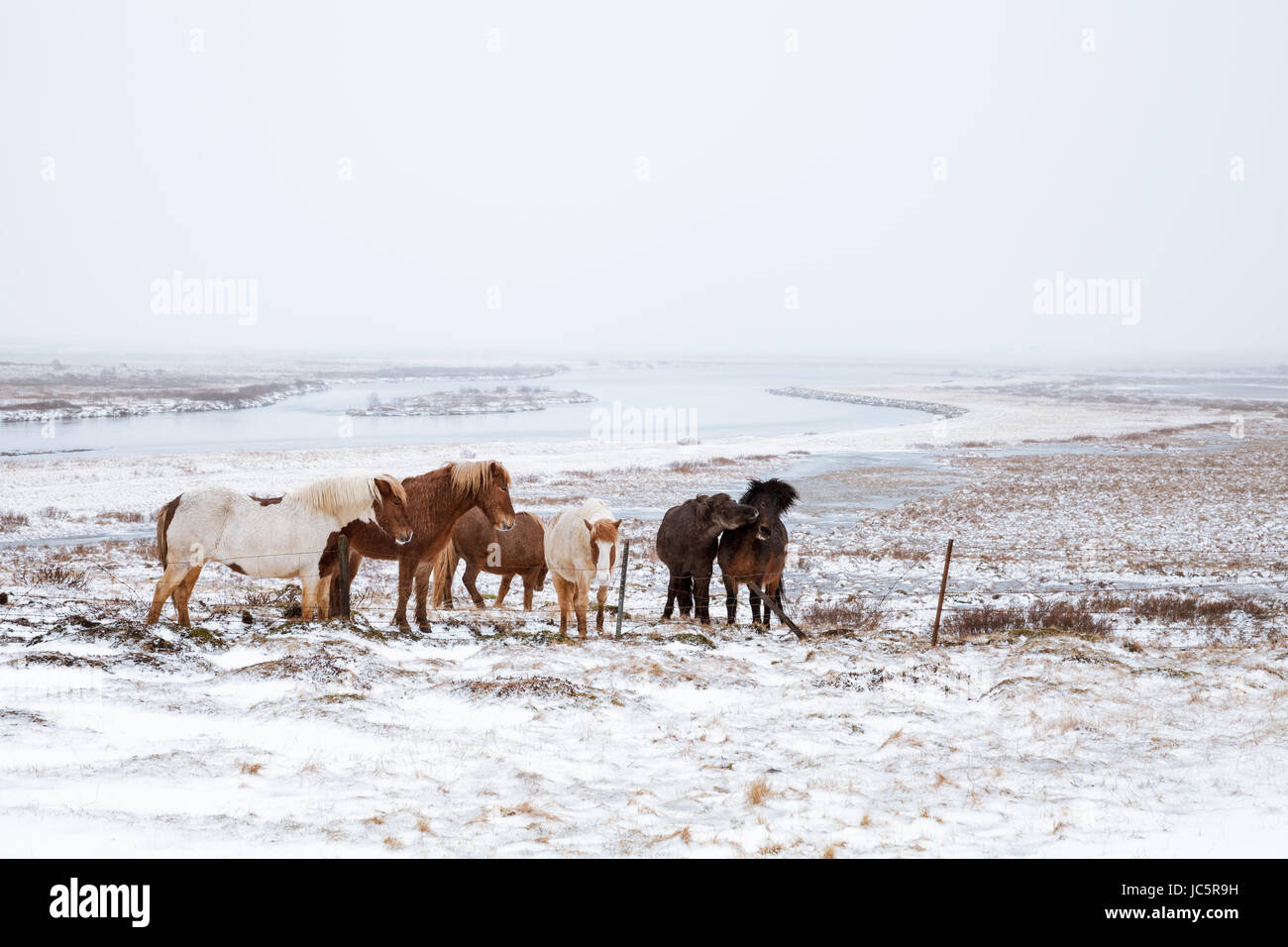Chevaux Islandais à pied autour de la prairie couverte de neige Banque D'Images