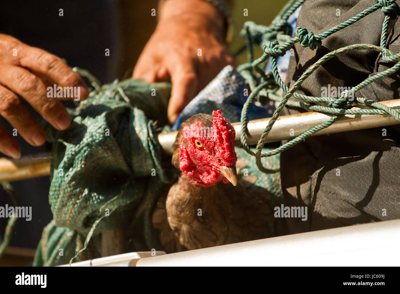 Transport de la volaille. Transport d'un coq sur la voiture. Banque D'Images