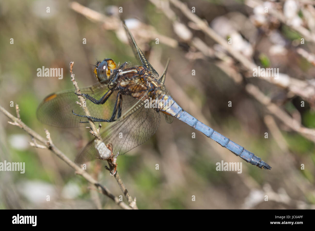 Close-up of male keeled skimmer libellule (Orthetrum coerulescens) Banque D'Images