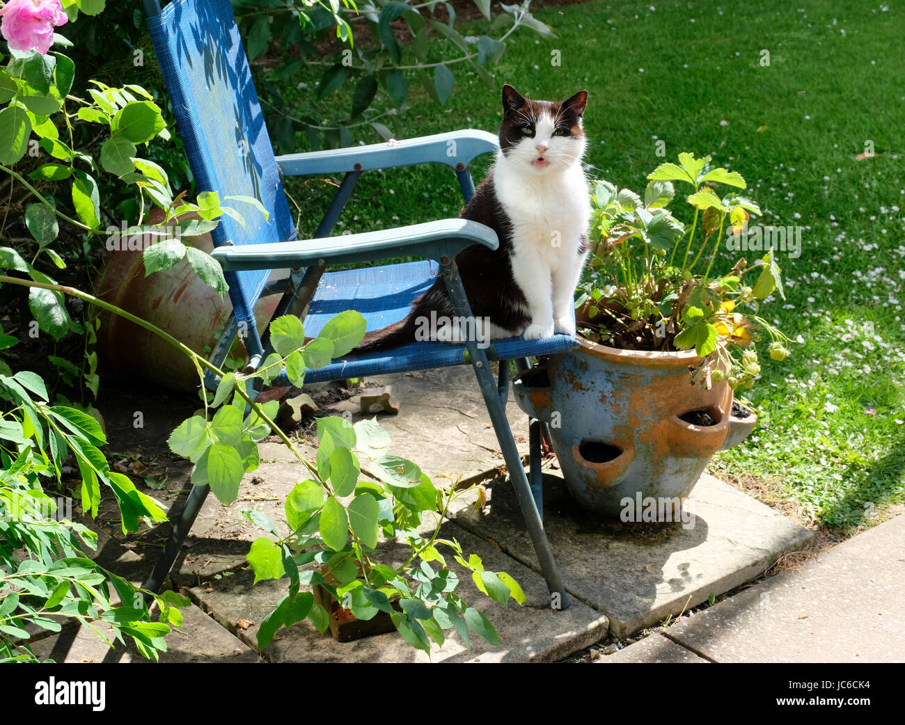 Femelle adulte noir et blanc chat domestique assis sur fauteuil de jardin en jardin de soleil. UK. Banque D'Images