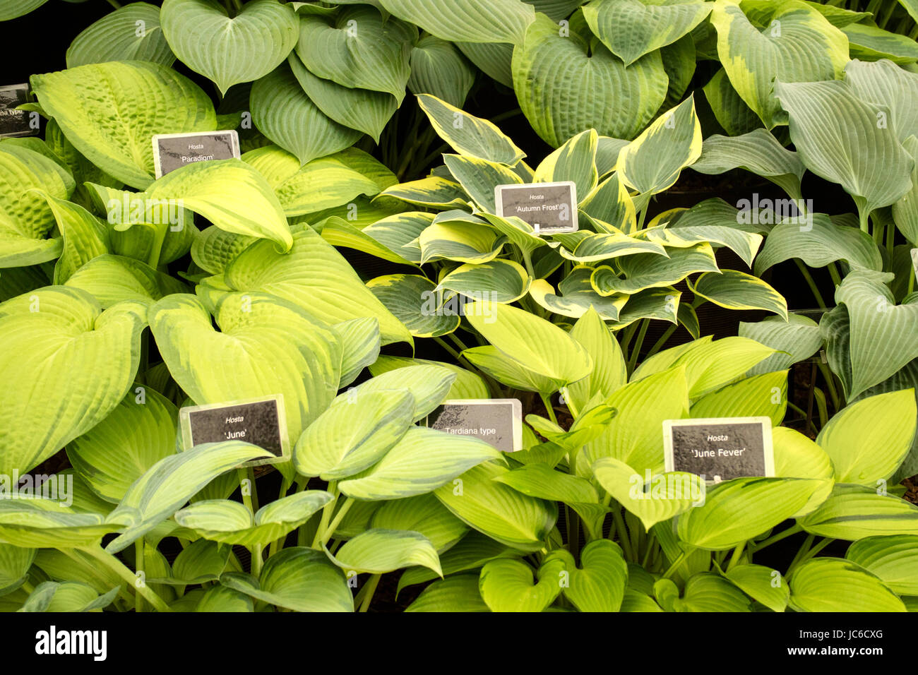 L'Hosta 'lis Plantain' en vente à un show de jardinage, England, UK Banque D'Images
