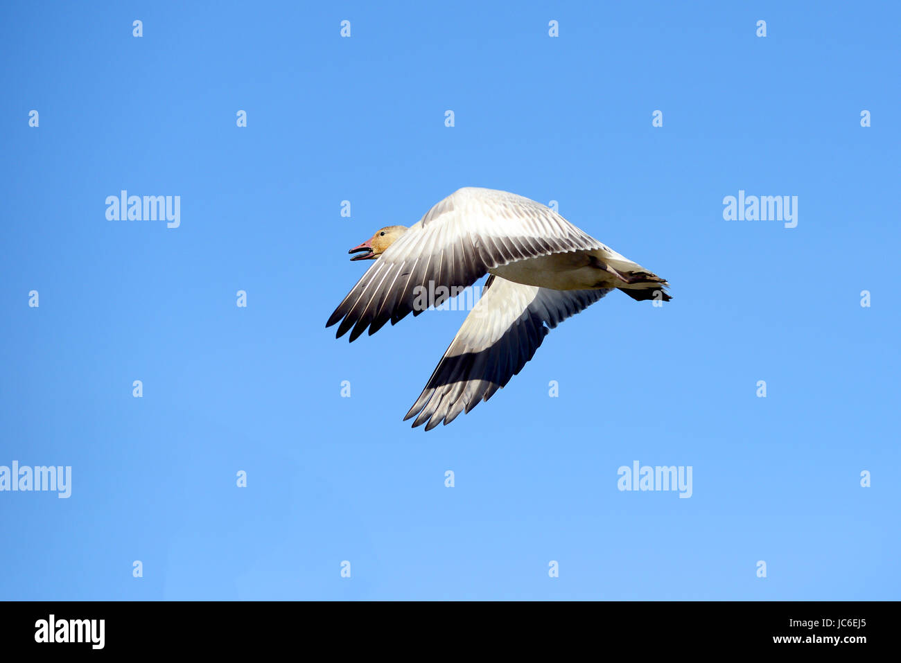 Les oiseaux et Envrironment Banque D'Images