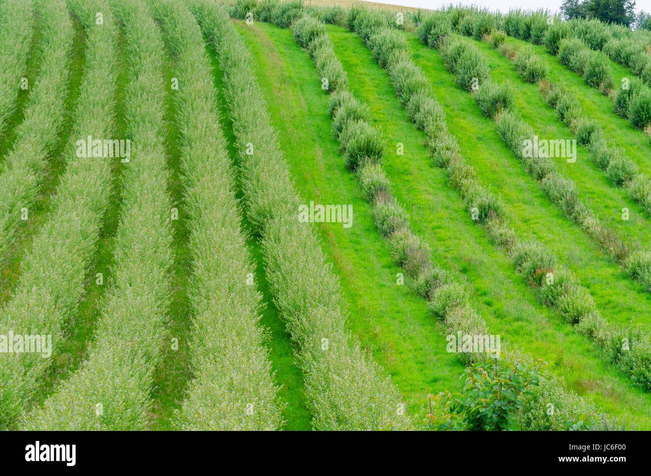Pflanzen in einer Reihe von gesetzt, junge Bäume Clarenza sa. Banque D'Images