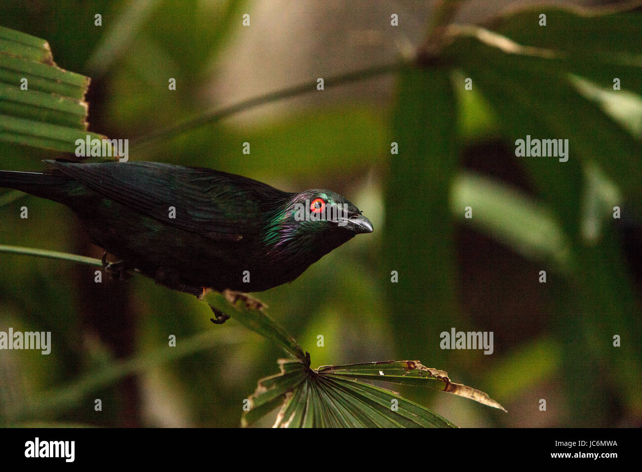 Étourneau métallique est un oiseau brillant aux yeux rouges connus sous le nom de metallica Chardonneret trouvé dans la Nouvelle Guinée et l'Australie Banque D'Images