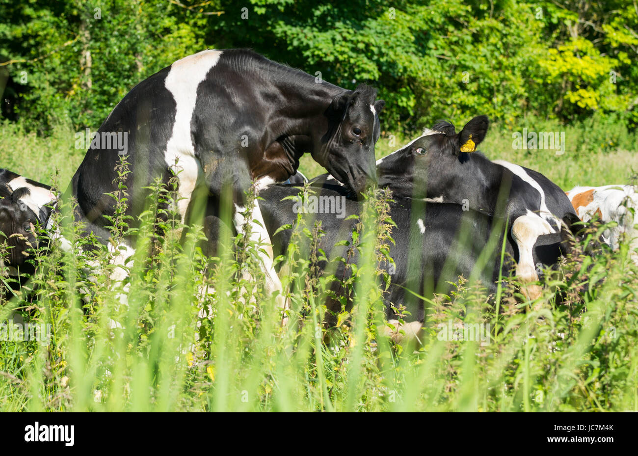 Vache noir et blanc dans un champ de sauter sur un autre vaches, en été dans le Royaume-Uni. Banque D'Images