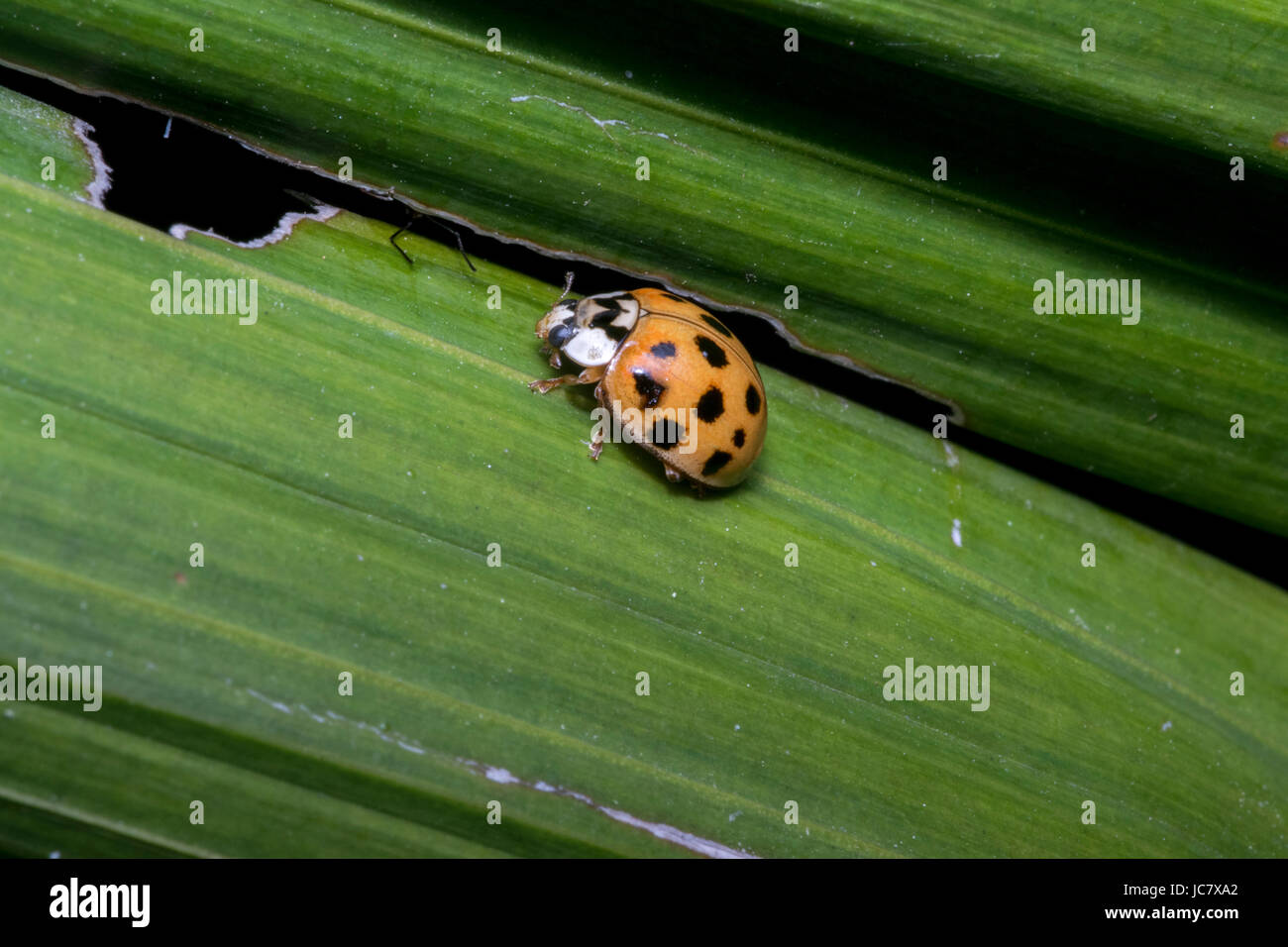 Petite coccinelle marron avec des points noirs sur les feuilles d'une