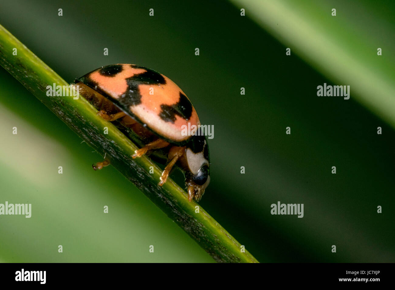 Petite coccinelle marron avec des points noirs sur les feuilles d'une plante Banque D'Images
