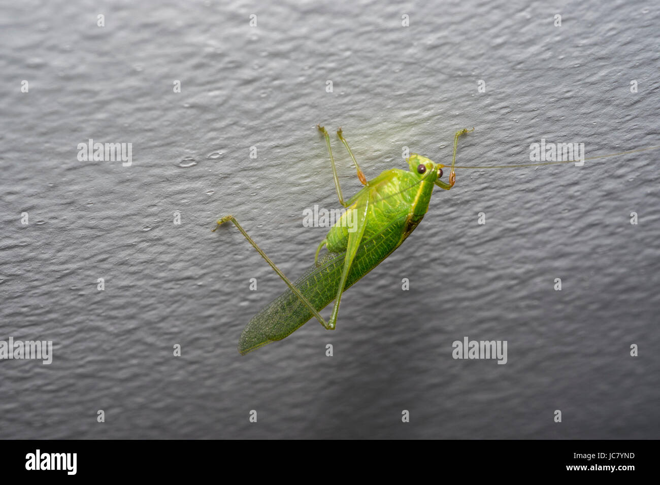 Grande sauterelle verte cricket sur un mur de la maison Banque D'Images