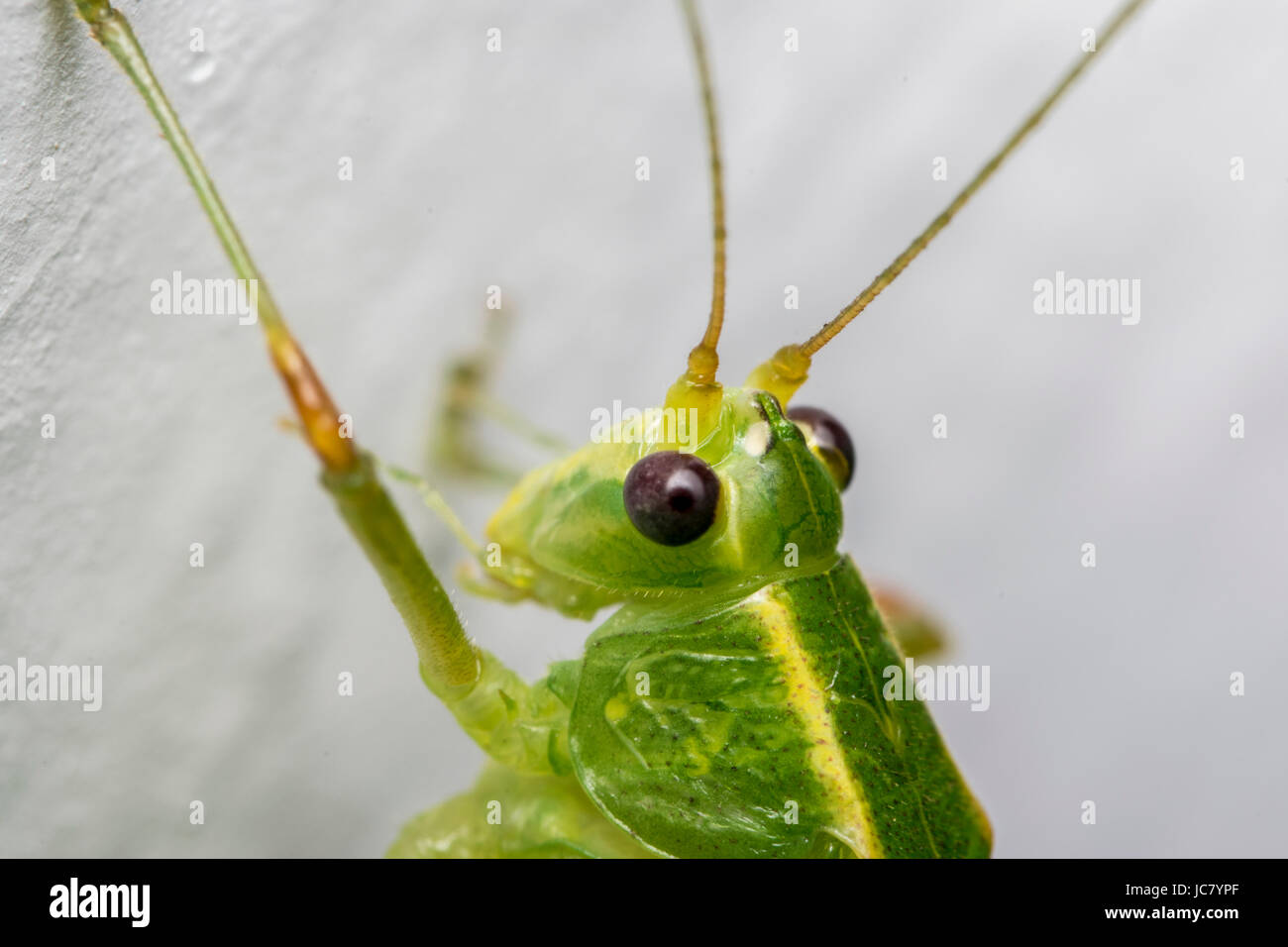 Grande sauterelle verte cricket sur un mur de la maison Banque D'Images