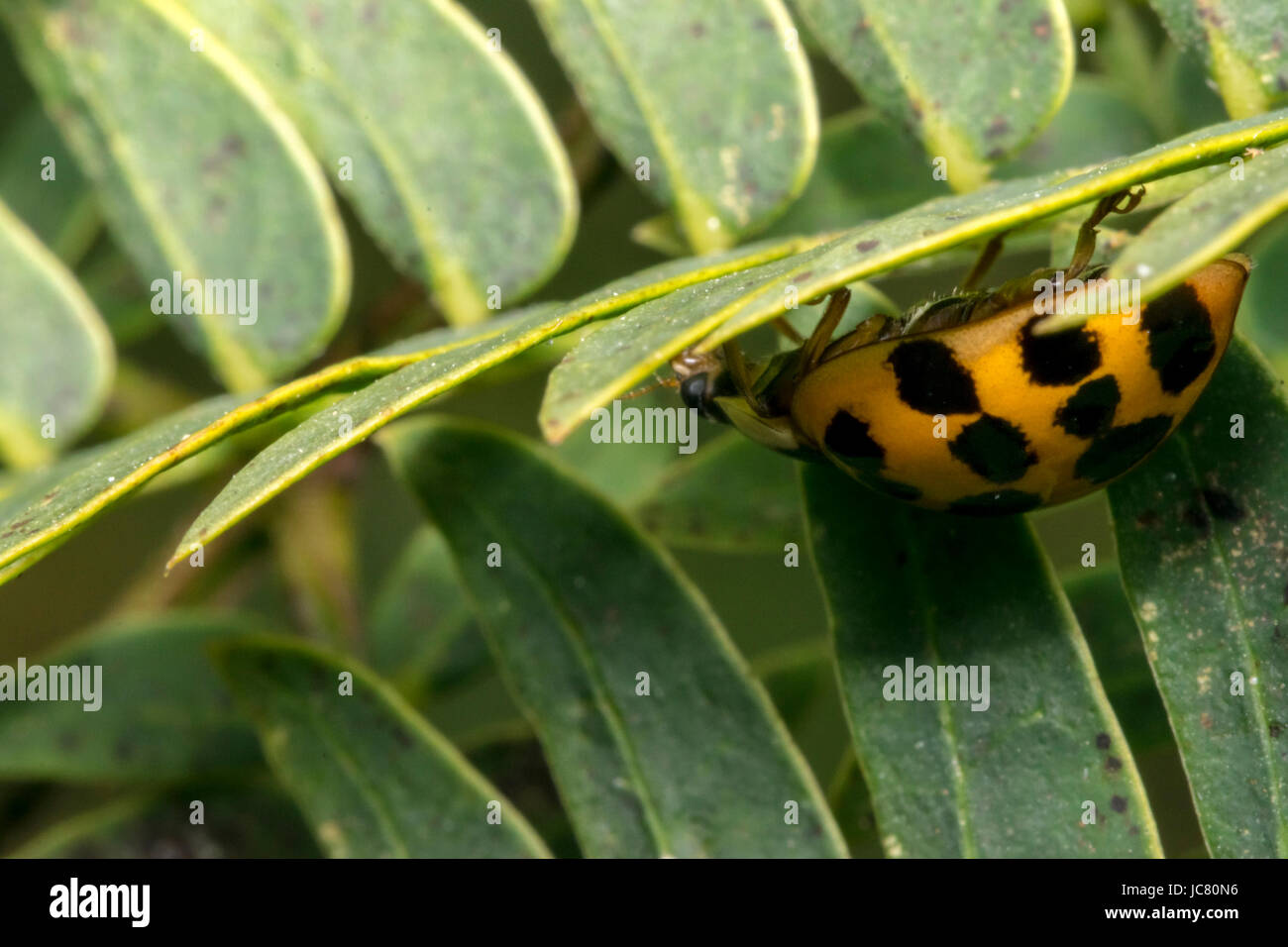 Petite coccinelle marron avec des points noirs sur les feuilles d'une plante Banque D'Images