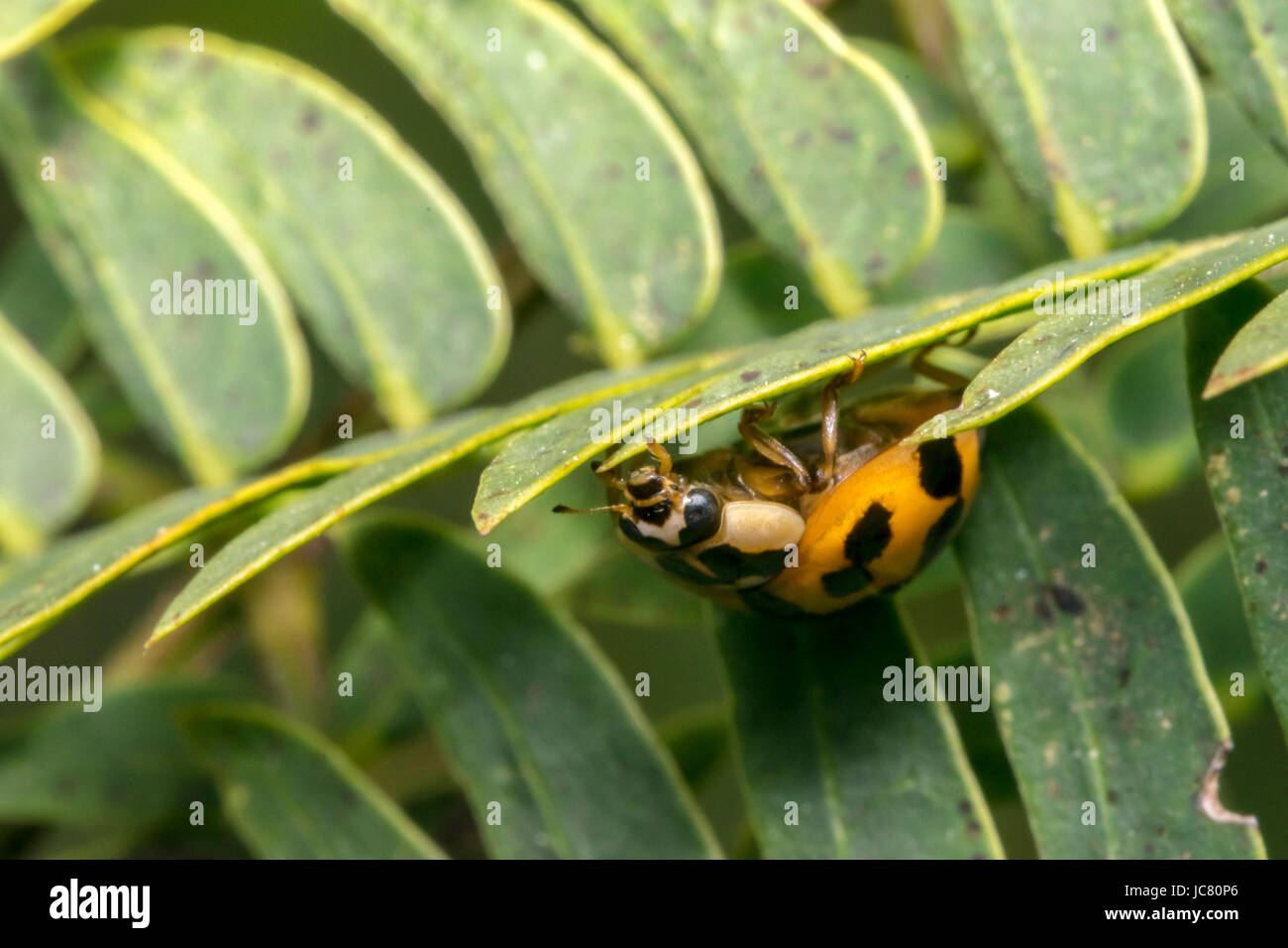 Petite coccinelle marron avec des points noirs sur les feuilles d'une plante Banque D'Images