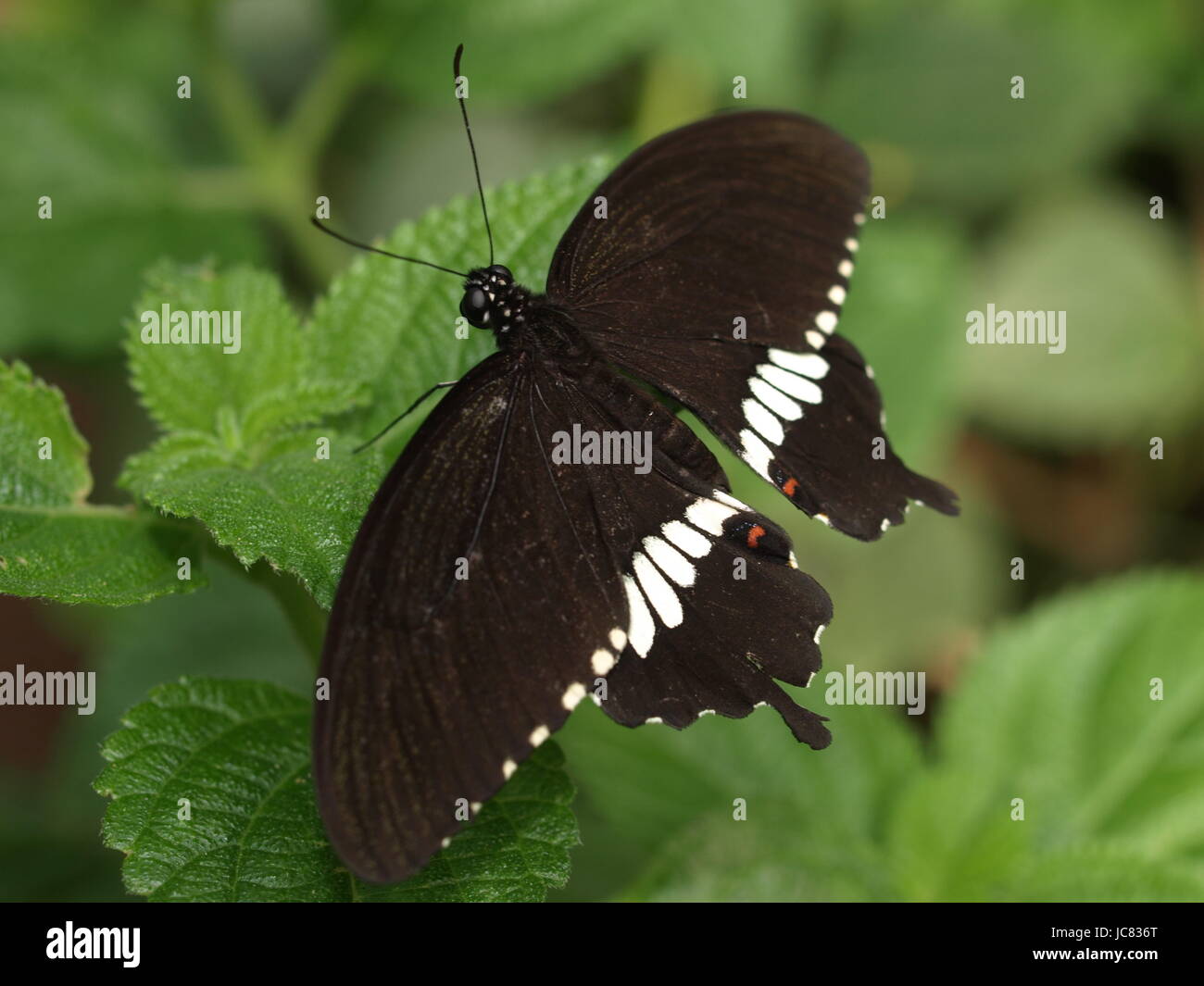 L schmetterlinge insecta Banque D'Images