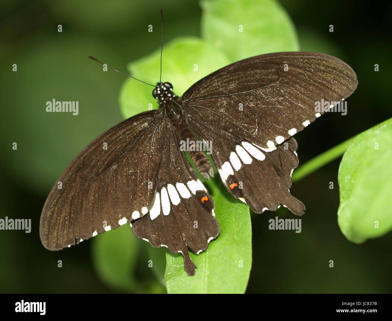 Grand mormon Banque D'Images