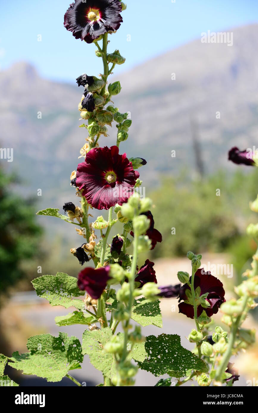 STOCKROSE EN ESPAGNOL - COSTA BLANCA - Banque D'Images