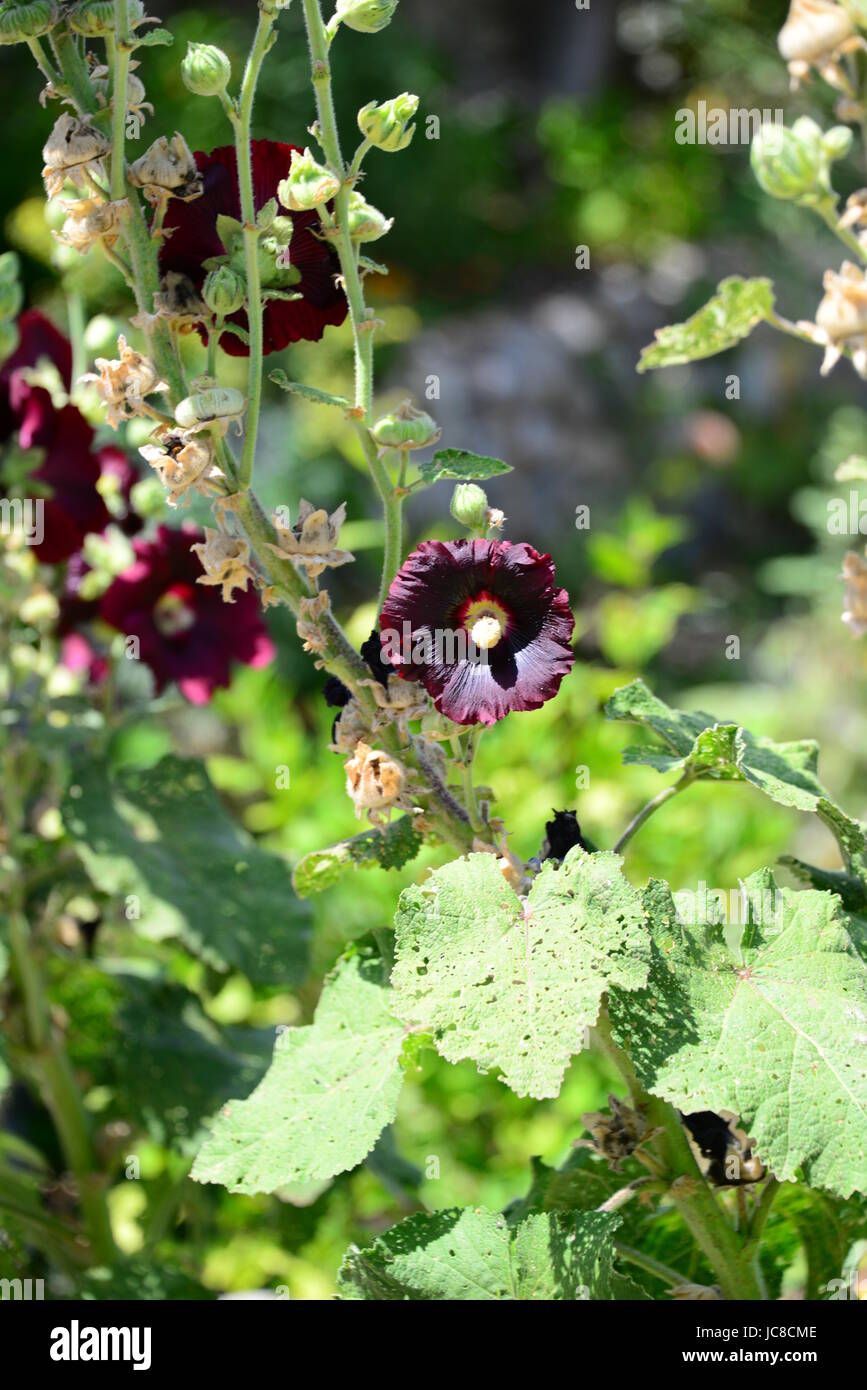 STOCKROSE EN ESPAGNOL - COSTA BLANCA - Banque D'Images