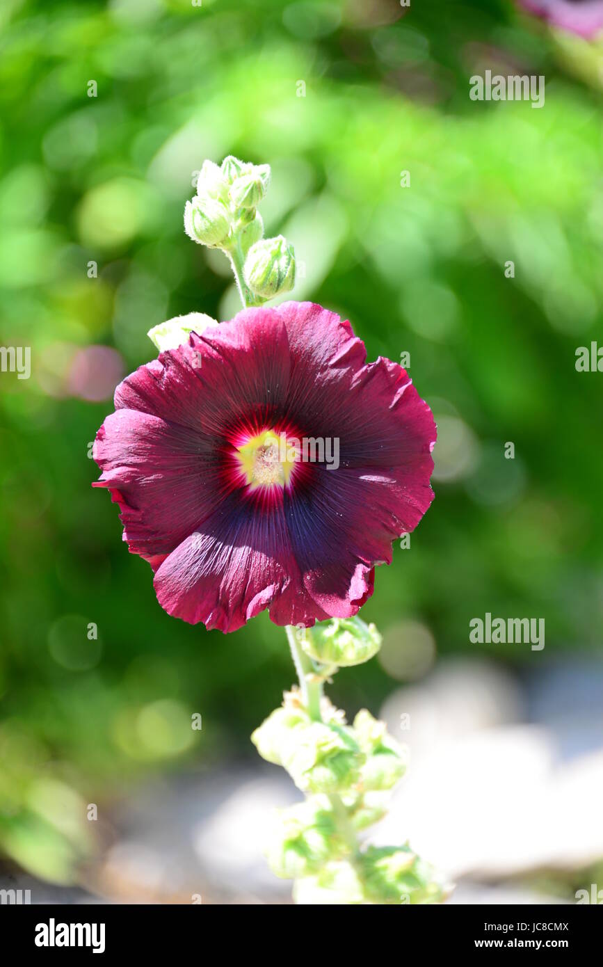 STOCKROSE EN ESPAGNOL - COSTA BLANCA - Banque D'Images