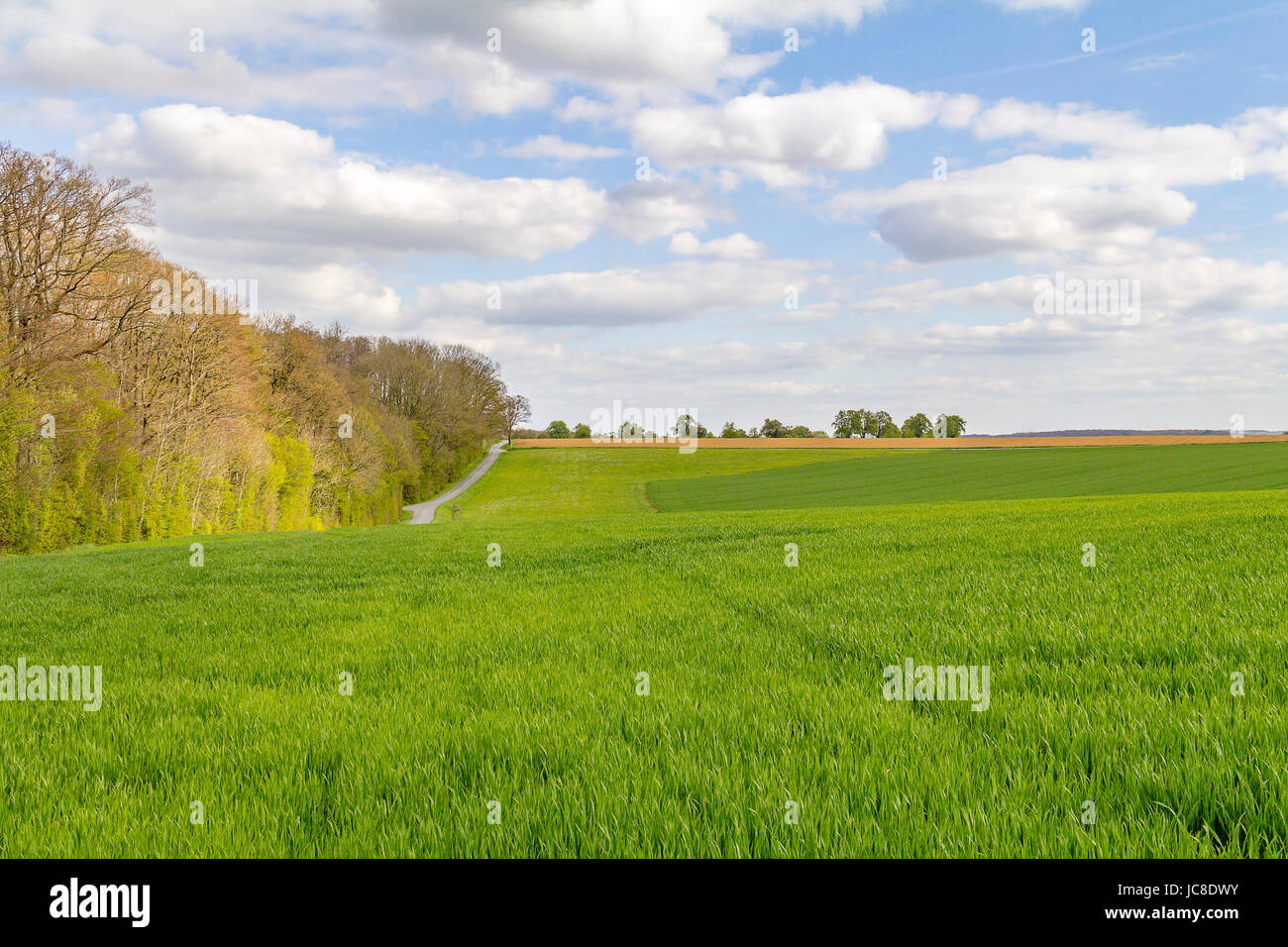 Paysage ensoleillé woodside au printemps dans le sud de l'Allemagne Banque D'Images