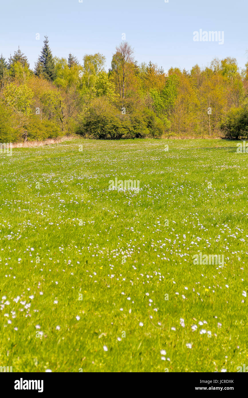 Paysage ensoleillé woodside au printemps dans le sud de l'Allemagne Banque D'Images