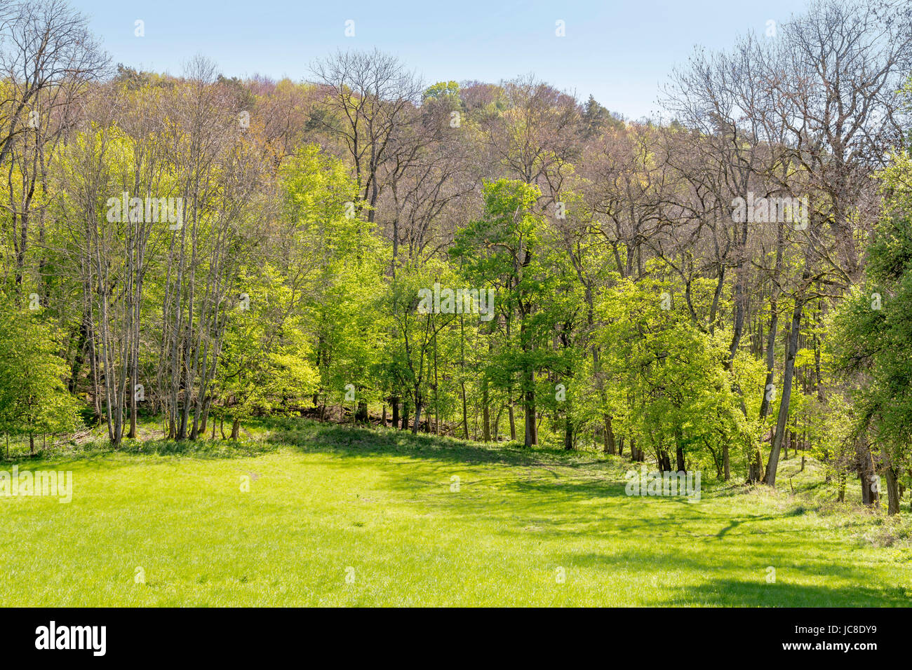 Paysage ensoleillé woodside au printemps dans le sud de l'Allemagne Banque D'Images