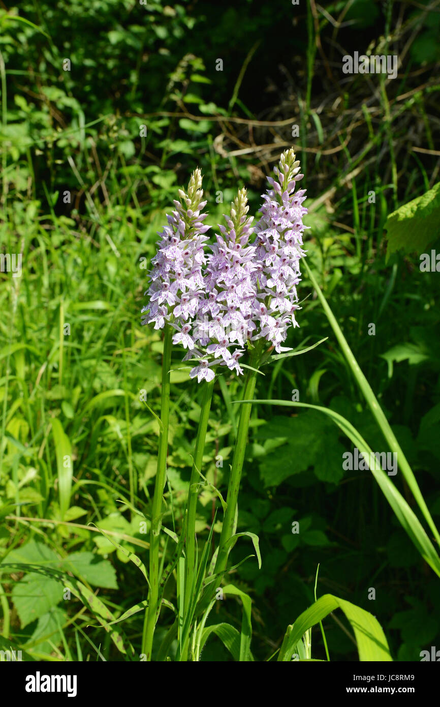 Manchester, UK. 14 Juin, 2017. Météo France : Orchidées sauvages fleur en Reigate Surrey UK. Trois Orchidées tachetées Dactylorhiza fuchsii, fleurit dans la chaleur de l'été dans un pré sur les pentes de la North Downs au Colley Hill, Reigate. Le mercredi 14 juin 2017 Crédit photo : Lindsay : Le gendarme/Alamy Live News Banque D'Images