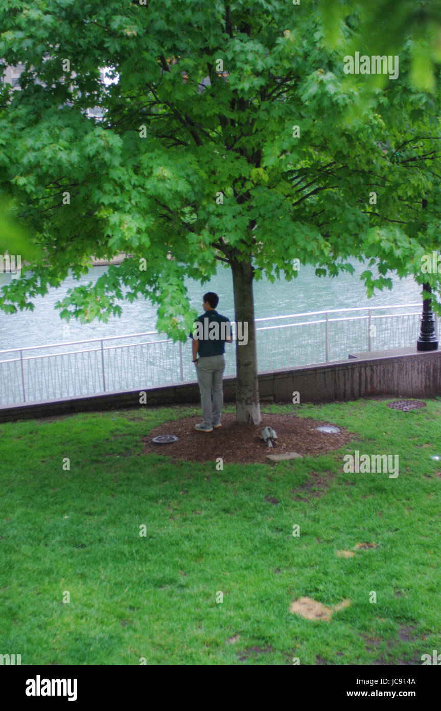 Chicago, États-Unis. 14 Jun, 2017. Un homme staorm les abris de la pluie à Chicago par debout sous un arbre sur le Riverwalk Chicago, Crédit : Almos Lataan/Alamy Live News Banque D'Images