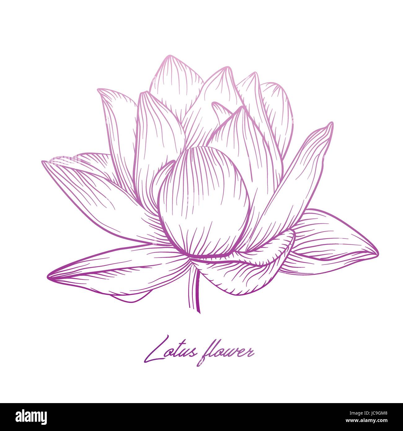 Vecteur Lotus nénuphar belle fleur mauve rose coloré gradient doux l'art du tatouage L'illustration. La main fine fleur plante linéaire moder floral Illustration de Vecteur