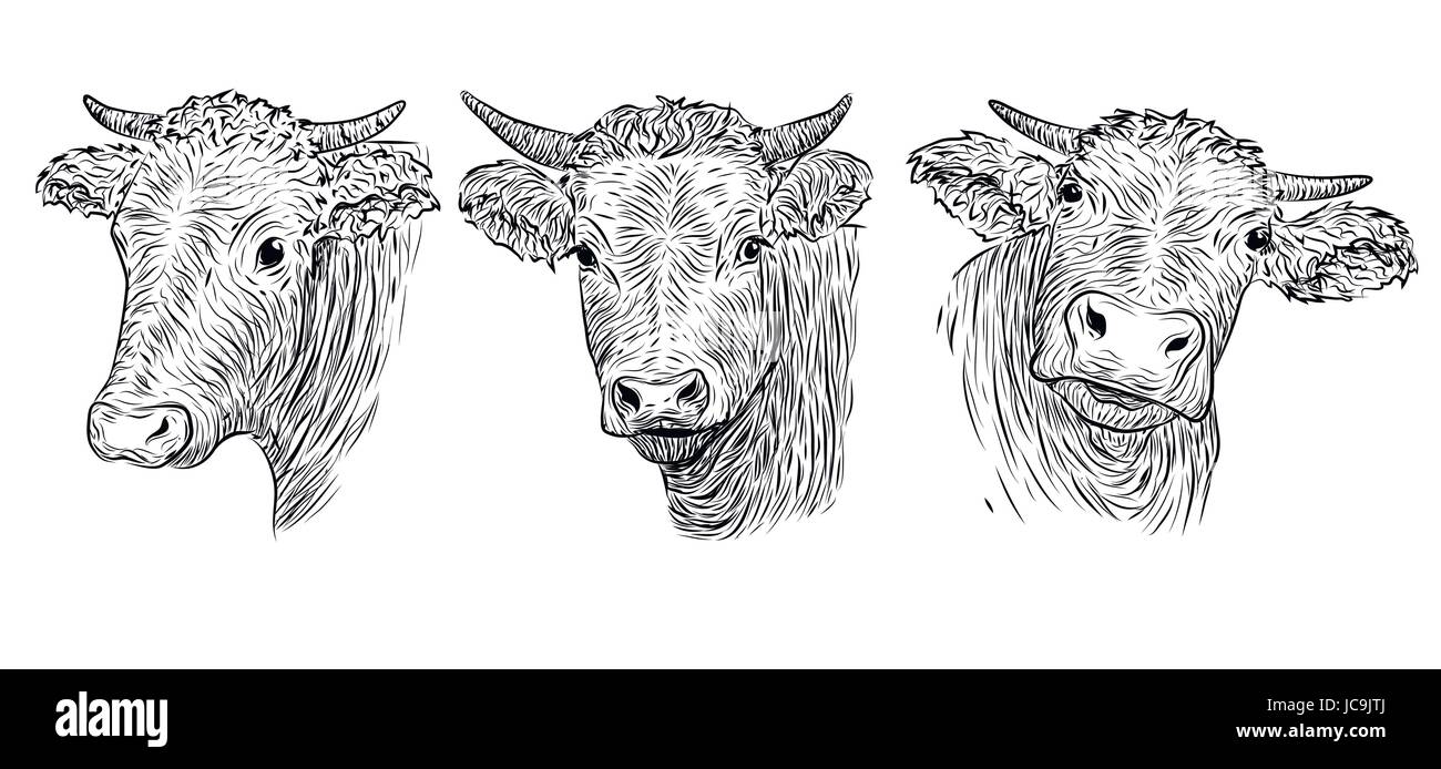 Veau, vache, taureau museau mignon visage dans trois différentes émotions. variation collection set Magnifique vecteur horizontal noir panneau blanc droit contours Illustration de Vecteur Veau, vache, taureau museau mignon visage dans trois différentes émotions. variation collection set Magnifique vecteur horizontal noir panneau blanc droit contours Illustration de Vecteur