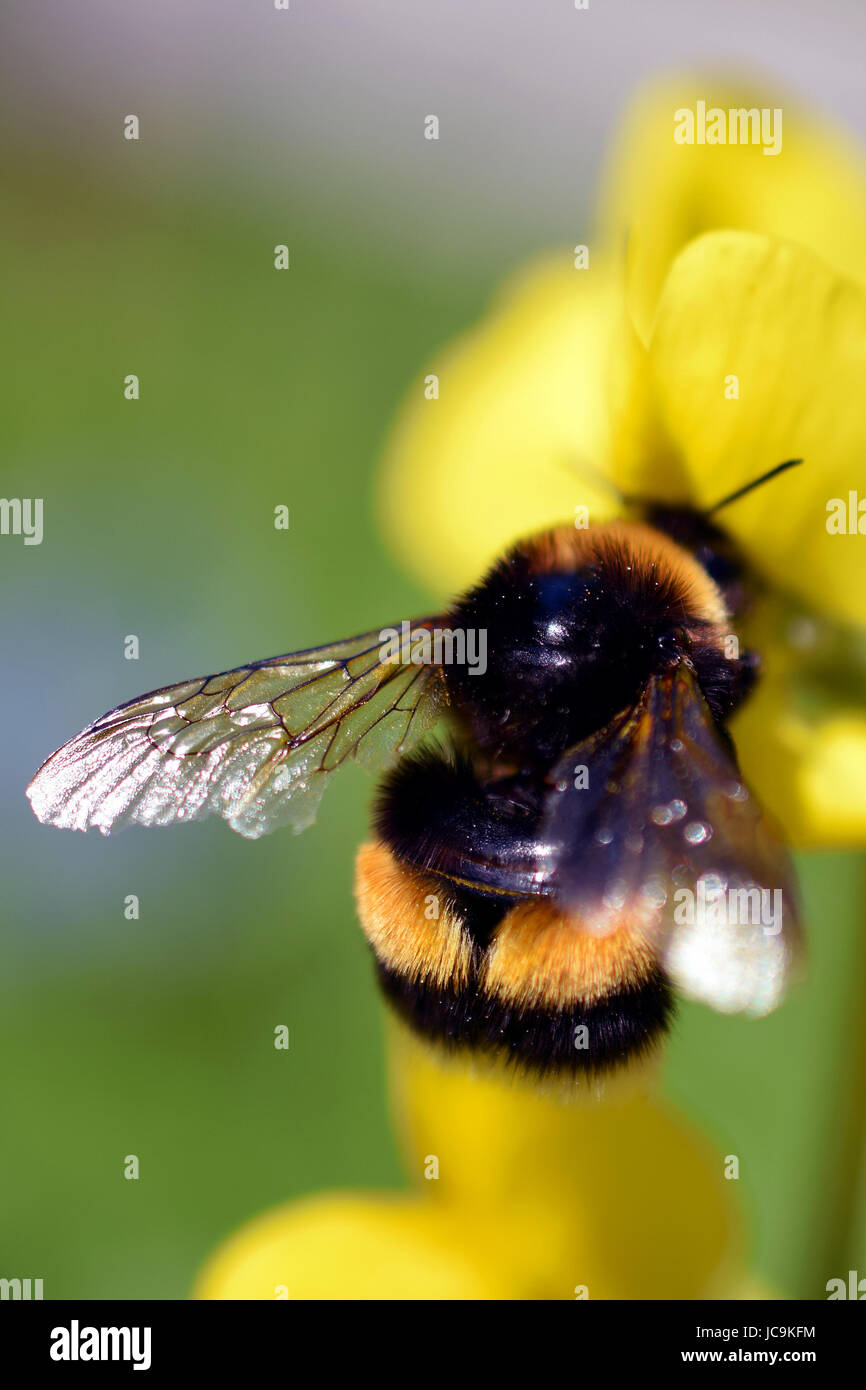 Bumblebee sur Lathyrus davidii fleur jaune. Se concentrer sur l'aile. Banque D'Images