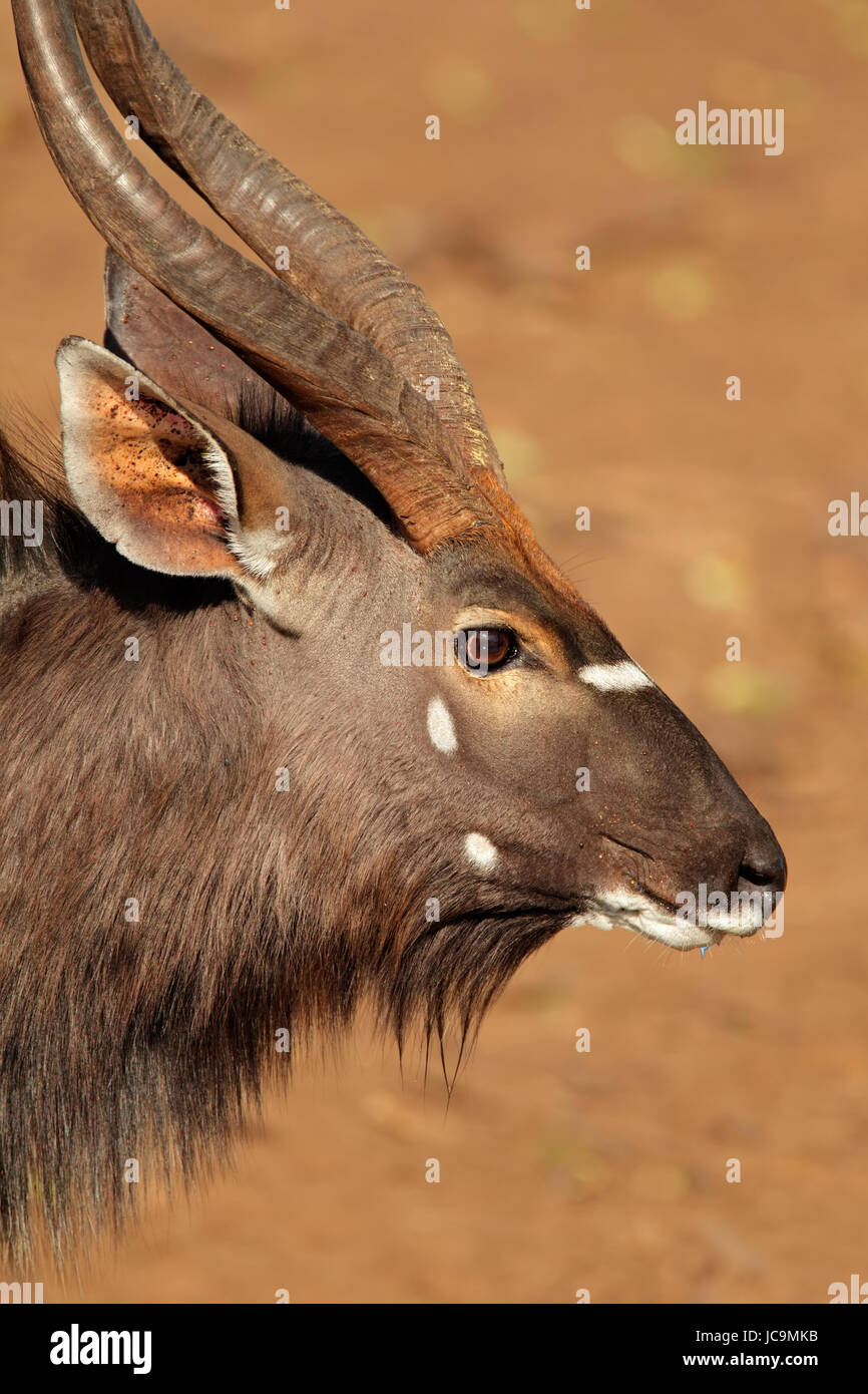 Tête d'antilope nyala HL 64 cm Épaules Préparation Afrique Trophée
