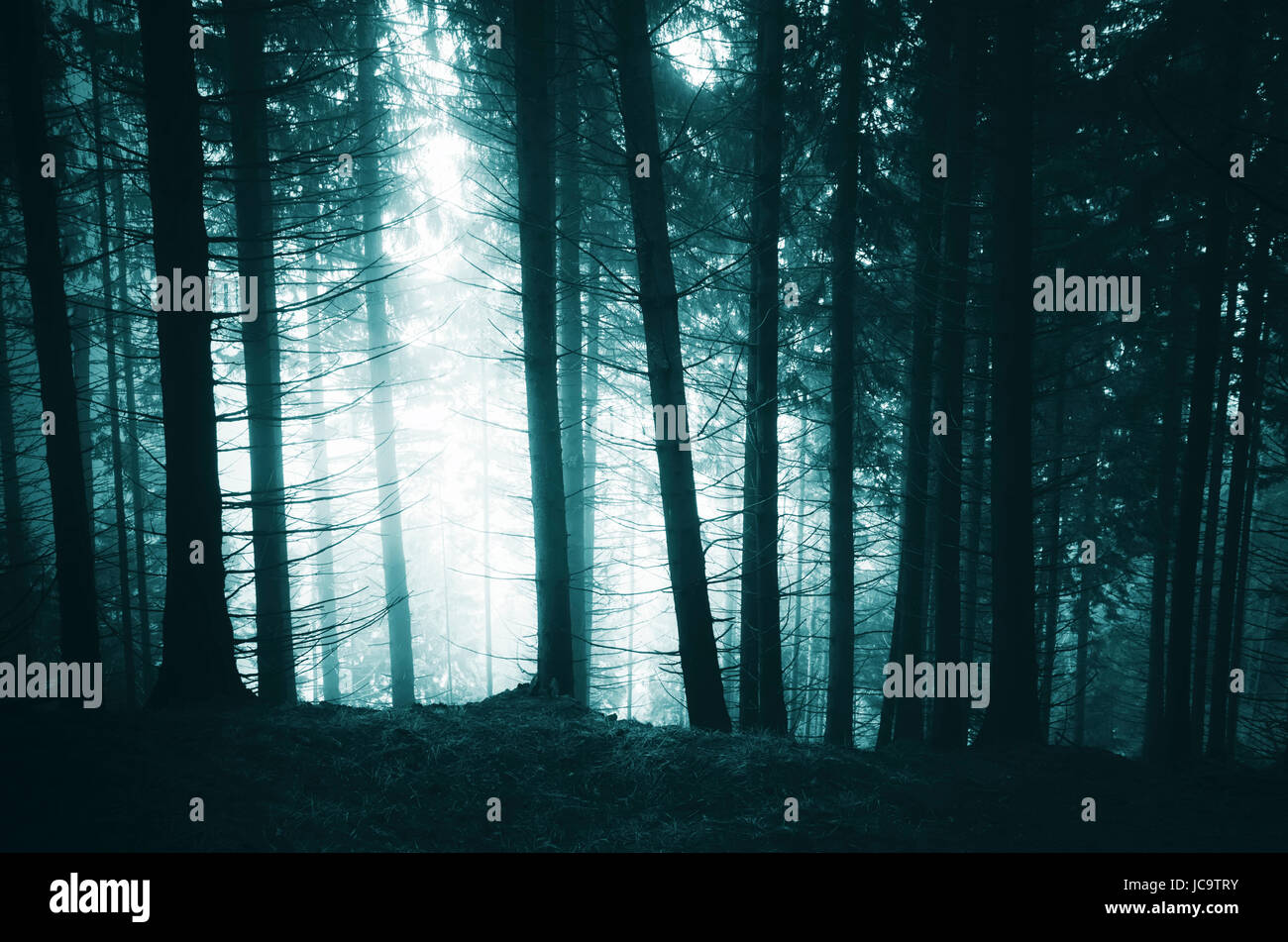 Scary Halloween dark woods atmosphère scenery Banque D'Images