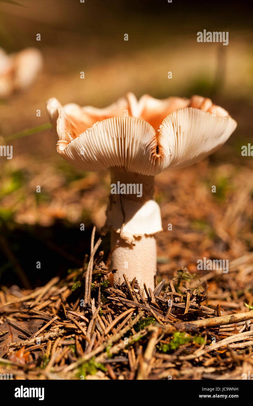Pilz Wilder wächst mit einem Wald markant senneur gefleckten moosigem Waldboden Kappe auf als Nahaufnahme Banque D'Images